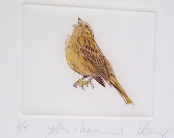 Limited edition Drypoint bird, Yellowhammer. Fine art print. Winter hedgerows, Devon