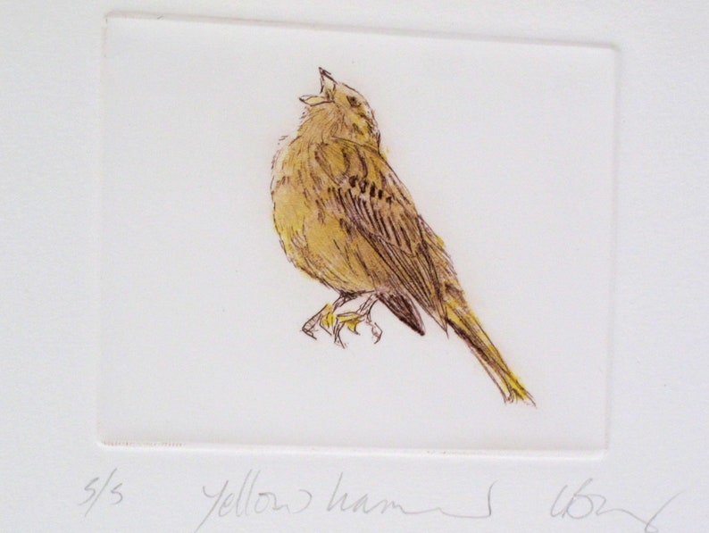 Limited edition Drypoint bird, Yellowhammer. Fine art print. Winter hedgerows, Devon image 1