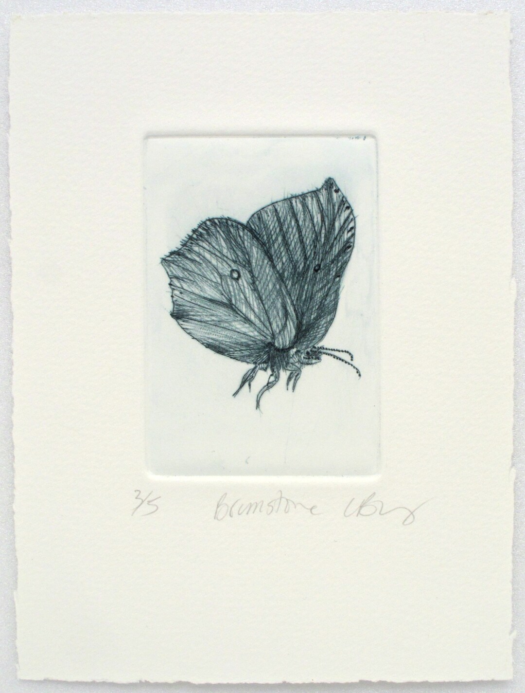 Drypoint Brimstone Butterfly. Cute Little Bug. Hand Printed on - Etsy UK