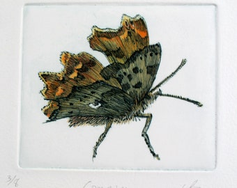 Comma butterfly drypoint print hand-tinted with watercolour