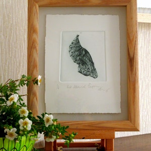 Chrysalis. Fine art drypoint print. Red Admiral pupa image 5