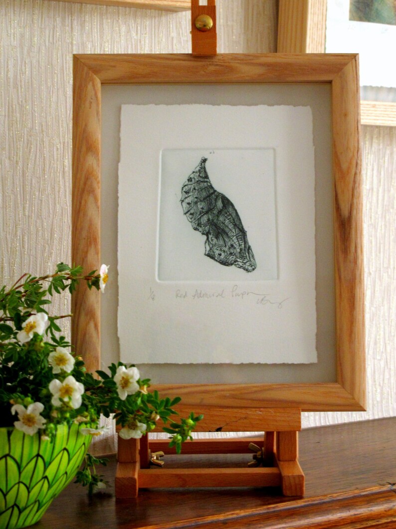 Chrysalis. Fine art drypoint print. Red Admiral pupa image 5