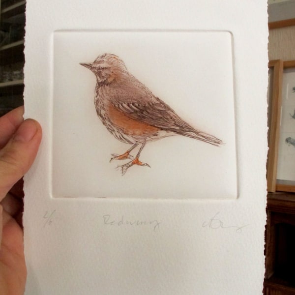 Drypoint bird. Limited edition fine art print. Redwing. Winter migrant to Devon Hedgerows