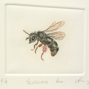 May include: A black and brown bee with pink pollen on its legs, drawn in black and brown ink on a white background. The image is titled "Scrabulous Bee" and signed "Uby".