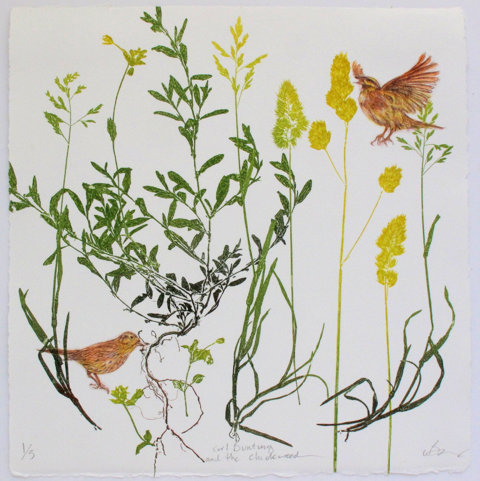 Rare Bird Print. Small Farm Bird With Mono Print Plants. Cirl Etsy
