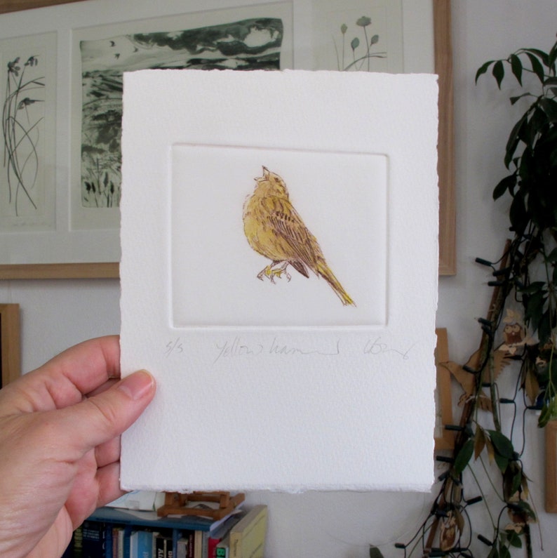 Limited edition Drypoint bird, Yellowhammer. Fine art print. Winter hedgerows, Devon image 6