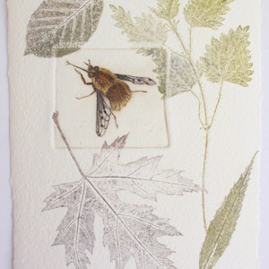 May include: A close-up of a botanical print featuring a bee fly, a maple leaf, and a nettle plant. The print is titled "Doffed Bee Fly III".