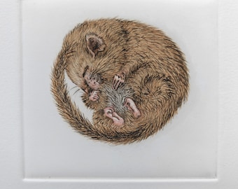 Sleeping Dormouse. Drypoint print handprinted and hand tinted with watercolour