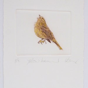 Limited edition Drypoint bird, Yellowhammer. Fine art print. Winter hedgerows, Devon image 2