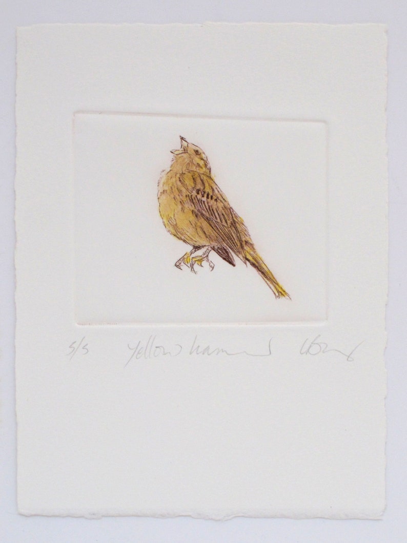 Limited edition Drypoint bird, Yellowhammer. Fine art print. Winter hedgerows, Devon image 2