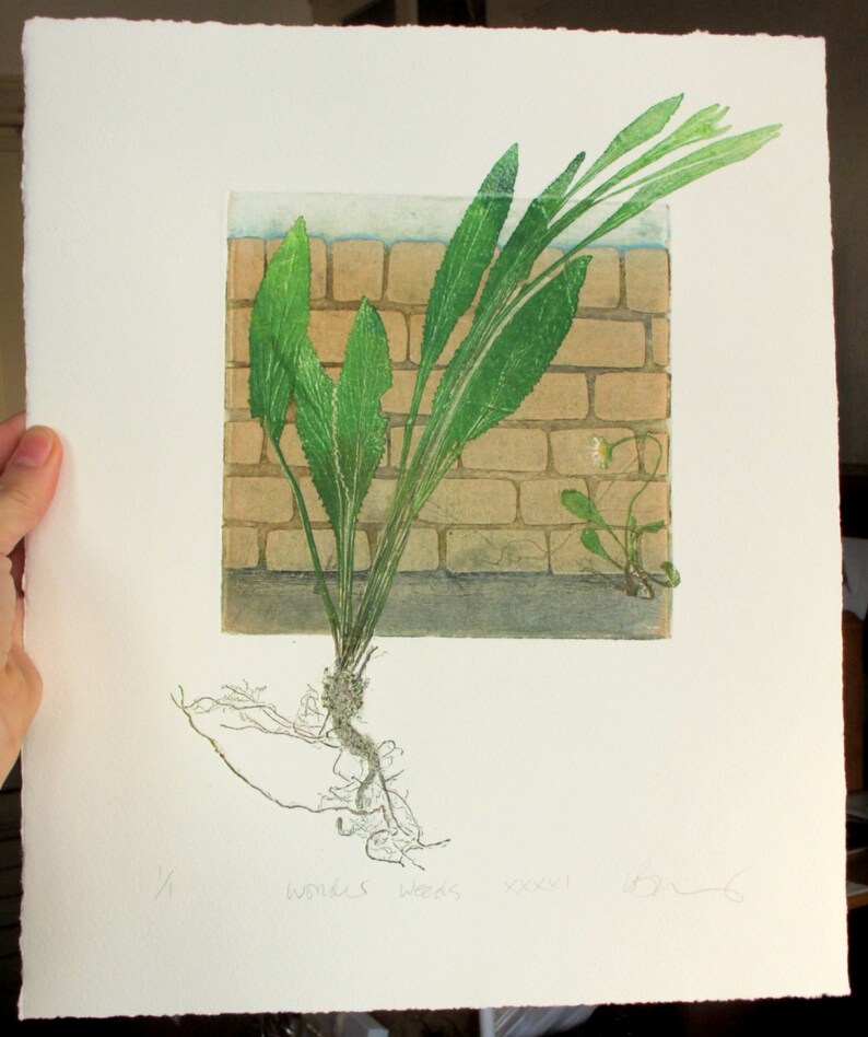 Fine art printmaking. Botanical print, urban weeds. Collagraph with mono print, OOAK image 5