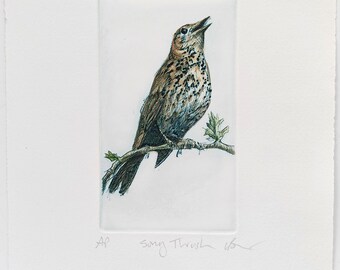 Bird print drypoint.  Fine art Song Thrush. Hand pulled print.