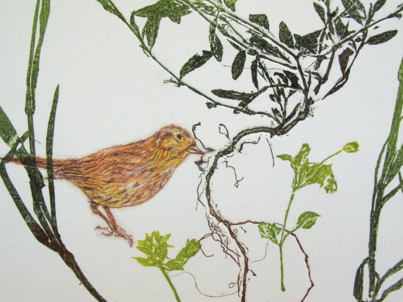 Rare Bird Print. Small Farm Bird With Mono Print Plants. Cirl Bunting