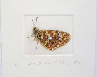 Pearl Bordered Fritillary drypoint print. Rare Butterfly