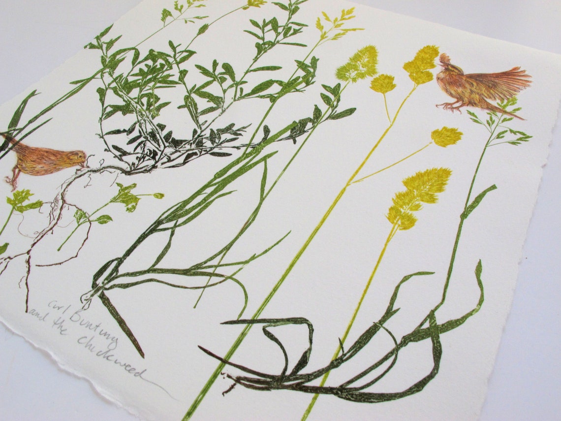 Rare Bird Print. Small Farm Bird With Mono Print Plants. Cirl Etsy