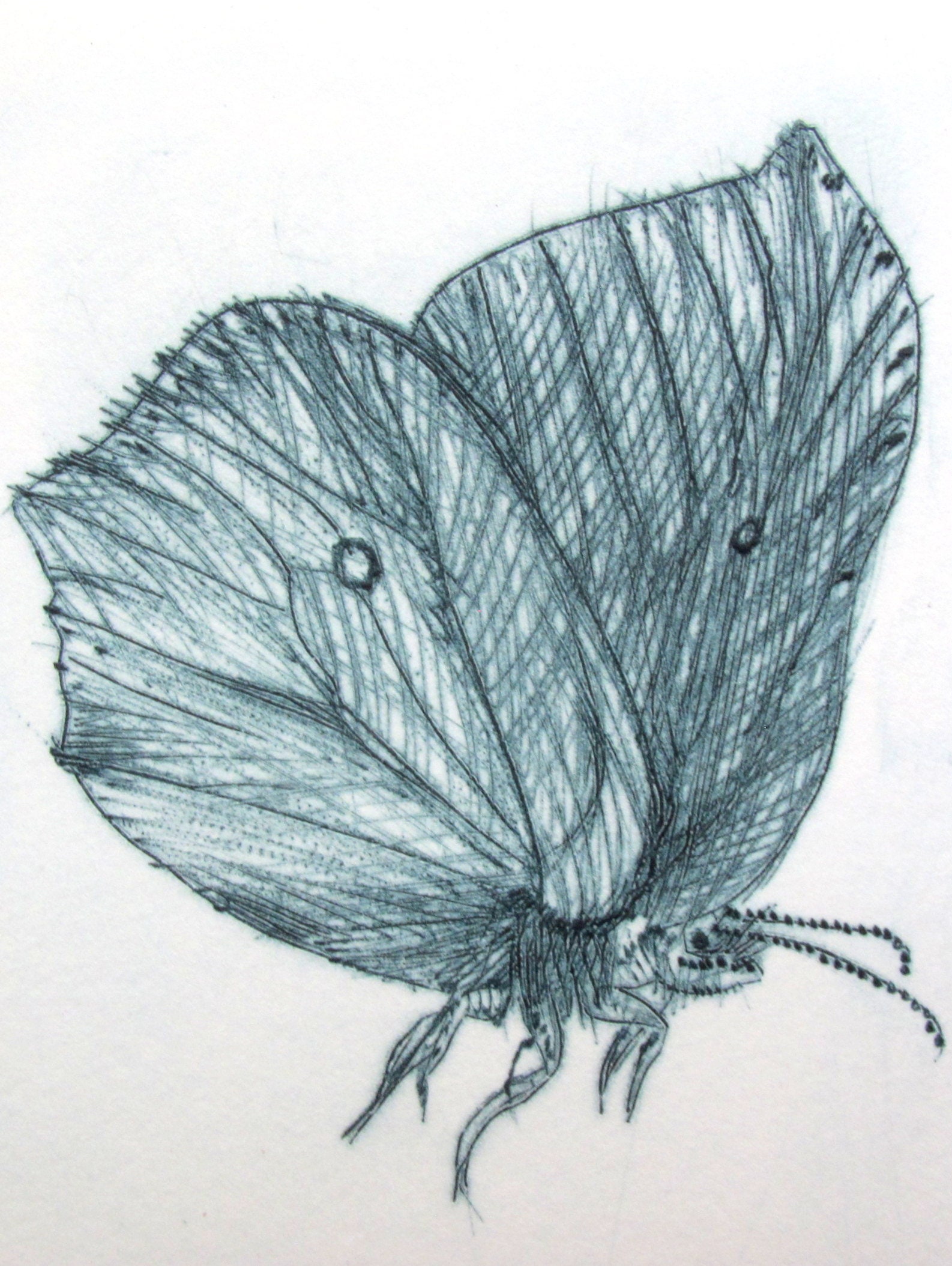 Drypoint Brimstone butterfly. Cute little bug. Hand printed on | Etsy