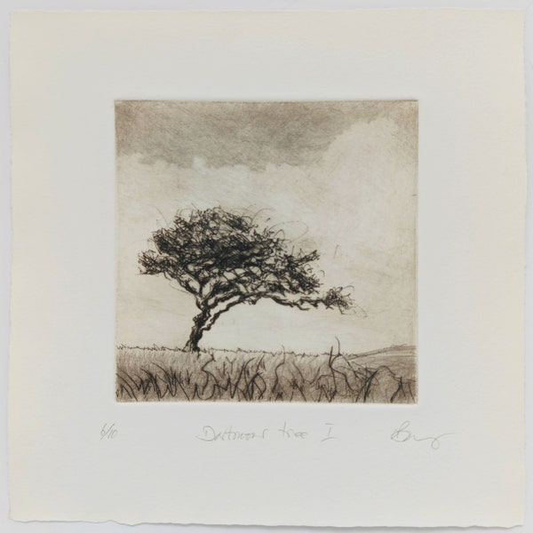 Dartmoor Tree I. Sepia drypoint on Hahnemühle etching paper