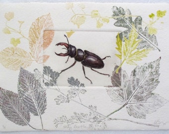 Stag Beetle artwork. Drypoint Etching hand tinted with watercolour. Plus monoprint plants