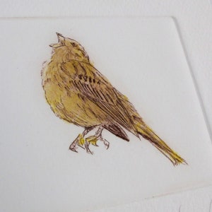 Limited edition Drypoint bird, Yellowhammer. Fine art print. Winter hedgerows, Devon image 4