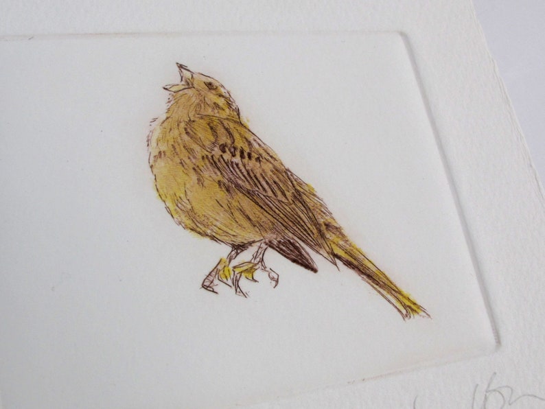 Limited edition Drypoint bird, Yellowhammer. Fine art print. Winter hedgerows, Devon image 4