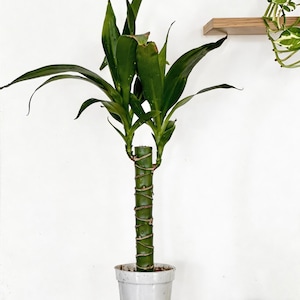 indoor plants spider plant Variegated Spider Plant - 6 Inch Pot main image 0