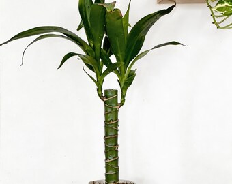 efeu echt Efeu - Hedera helix