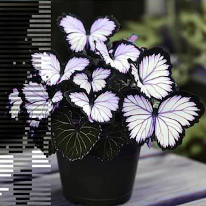 【希少】ベゴニア　ラムーン　美株　新芽あり Moonlight butterfly begonia - Etsy 日本