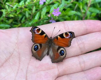 Real Butterfly Specimen, Preserved Insect, Nature Wall Decor, DIY Crafts