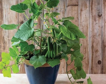 100 Mini Quick Snack Patio cucumber seeds - Grown in USA ! Great pickles ! Tasty ! Tiny ! Specialty ! Gourmet !