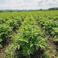 Fresh Ashitaba Seeds(20 seeds)- Hachijo-jima Origin, High Germination