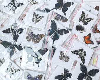 Real Butterfly Specimens, Mixed Tropical Species, Unmounted Insect Art, Resin Projects