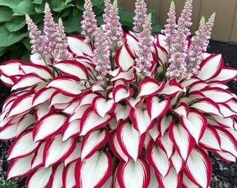 Witbladige Hosta-zaden - 100 zaden