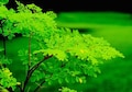 20 Rare dwarf Moringa seeds, Tree of Life, Miracle Plant, Dwarf Moringa