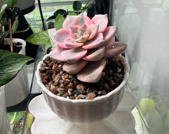 3D Printed Teacup Plant Pot with Saucer | Cottagecore Succulent Planter
