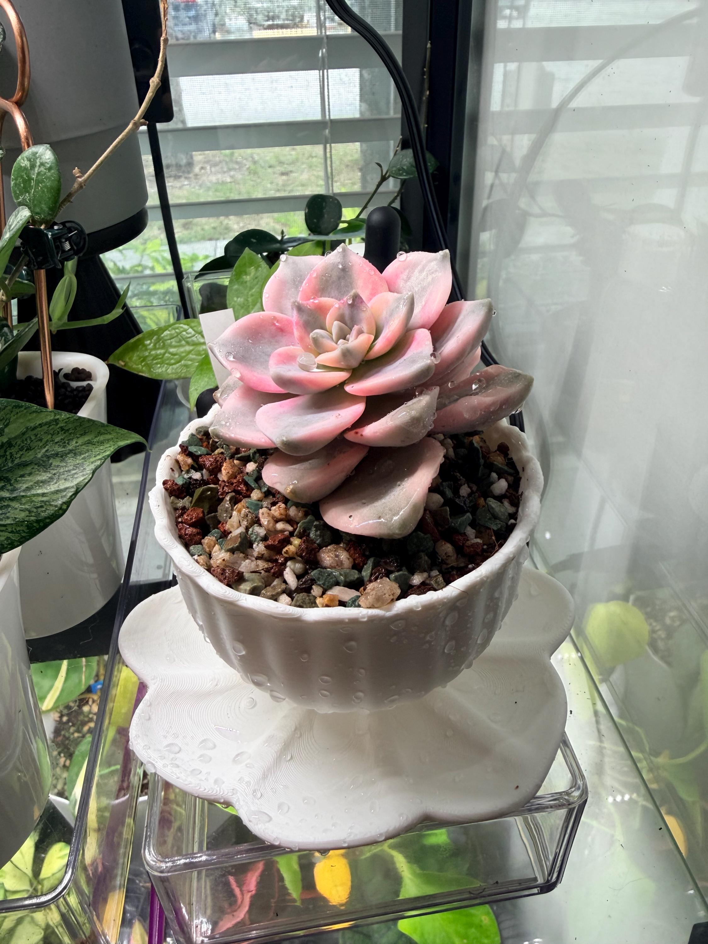 Succulents in Teacup - Etsy