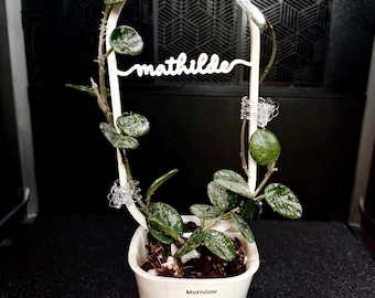 Custom Pill Trellis Set | 3D Printed Plant Support for Hoyas, Lacunosa, Mathilde Plants