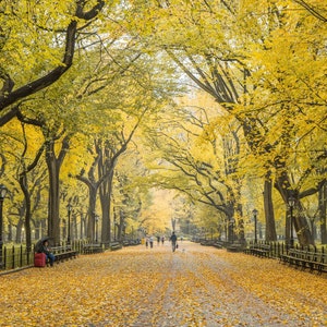 Fall Colors at Central Park Mall - Autumn Leaves in NYC - Yellow Foliage New York- Fall Decor in Central Park - New York City Photography