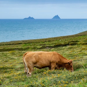 Cow Eating in front of Skellig Michael - Ring of Kerry - Ireland Photography