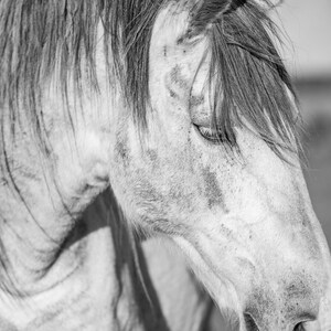 Portrait of an Irish Horse - Ireland Photography