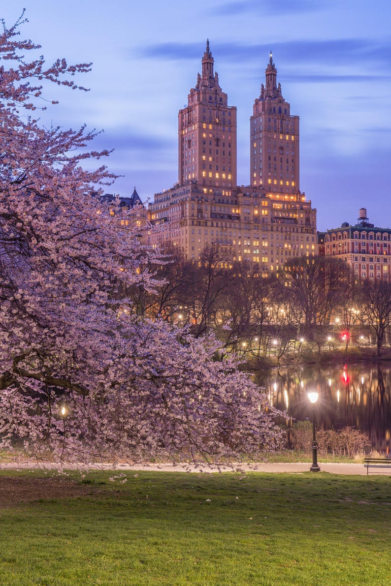 Central Park Cherry Blossoms in Spring NYC at Night Etsy