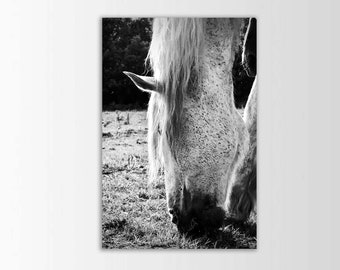 White Horse Decal, Horse Decor, Vinyl Wall Decal, Wall Sticker, BW Photography, Photo by Abby Smith, Horse Photography, Wall Graphics, Decal