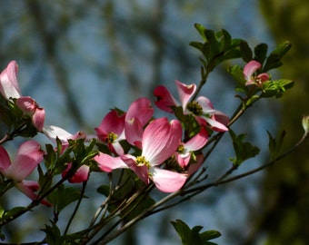 Flowering Trees, Macro Photography, Floral Photography, Nature Photography, Photo by Abby Smith, Home Decor, Floral Decor, Infinite Graphics