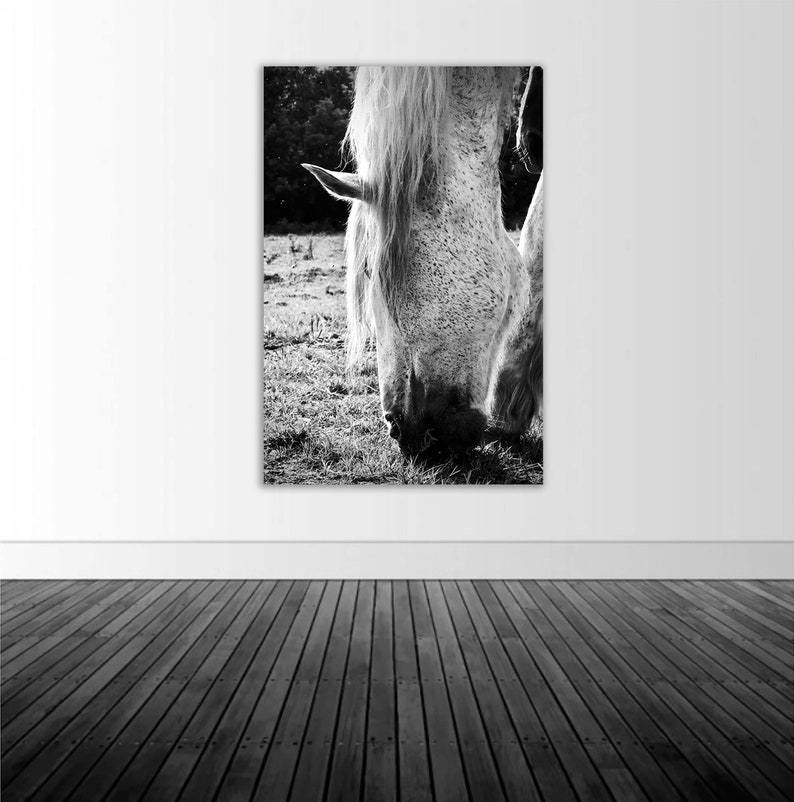 Decal Photo by Abby Smith White Horse Decal Vinyl Wall Decal Wall Graphics Wall Sticker Infinite Graphics BW Photography Horse Decor