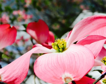 Pink Flower Photography, Flowering Tree Photography, Floral Photography, Home Decor, Photo by Abby Smith, Wall Art, Floral Decor,