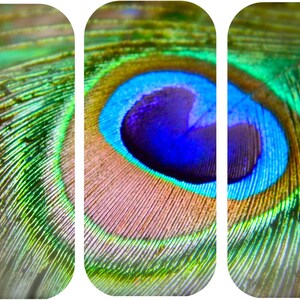 Peacock Wall Decal, 3 Piece Peacock Photo, Vinyl Wall Decal, Peacock Sticker, Peacock Home Decor, Peacock Feather, Peacock Decal, Wall Art