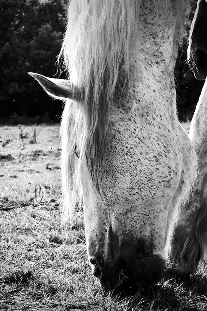 Decal Photo by Abby Smith White Horse Decal Vinyl Wall Decal Wall Graphics Wall Sticker Infinite Graphics BW Photography Horse Decor