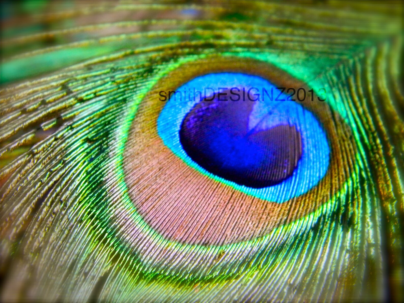 Peacock Decal Peacock Photography Wall Art Home Decor Etsy