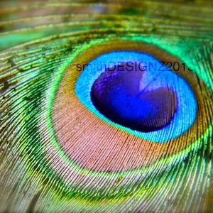 Peacock Wall Decal, Peacock Feather, Macro Photography, Wall Art, Home Decor, Vinyl Wall Decal, Photo by Abby Smith, Peacock Wall Mural, Art