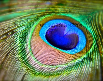 Peacock Decal, Peacock Photography, Wall Art, Home Decor, Peacock Feather Decal, Macro Photography, by Abby Smith, Nature Print, Peacock Art