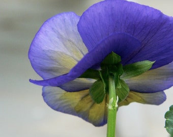 Floral Photography, Pansy Photography, Macro Pansy Photo, Nature Photography, Floral Decor, Photo by Abby Smith, Purple Flower Photo